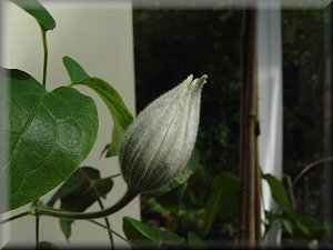 Clematis photograph