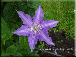 Clematis photograph