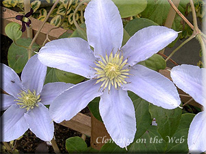 Clematis photograph