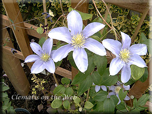 Clematis photograph