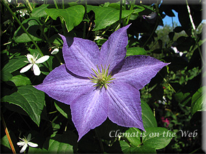 Clematis photograph