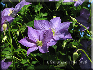 Clematis photograph