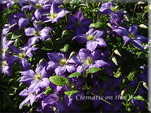 Clematis photograph