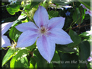 Clematis photograph