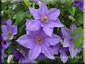 Clematis photograph