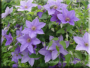 Clematis photograph