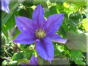 Clematis photograph