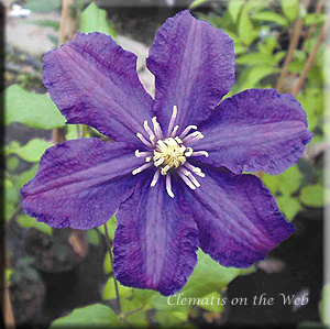 Clematis photograph