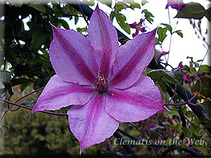 Clematis photograph