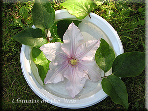 Clematis photograph