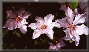 Clematis photograph