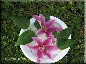 Clematis photograph