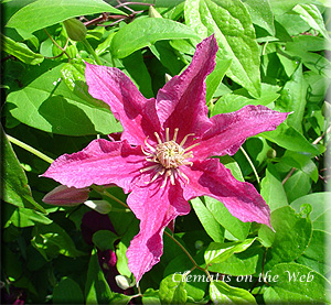 Clematis photograph