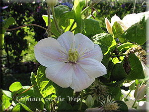 Clematis photograph