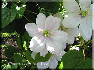 Clematis photograph