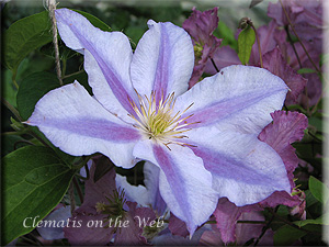 Clematis photograph