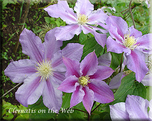 Clematis photograph