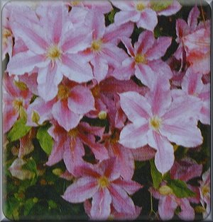 Clematis photograph