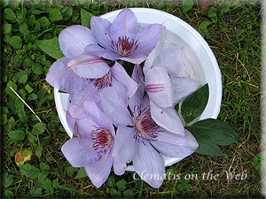 Clematis photograph