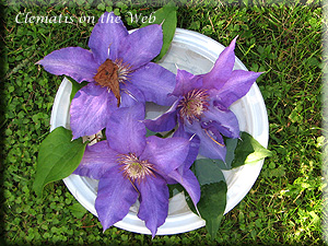 Clematis photograph