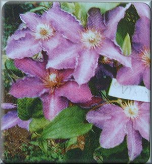 Clematis photograph