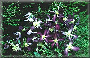 Clematis photograph