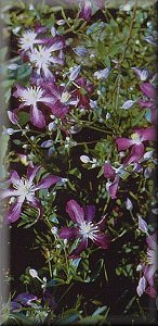 Clematis photograph