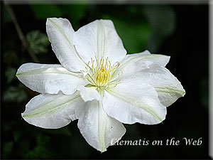 Clematis photograph