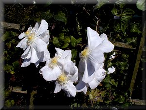 Clematis photograph