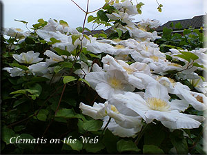 Clematis photograph