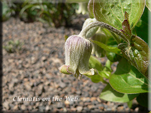 Clematis photograph