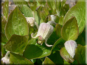 Clematis photograph