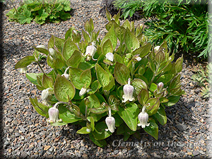 Clematis photograph