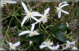 Clematis photograph