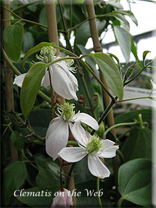 Clematis photograph