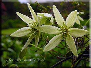 Clematis photograph