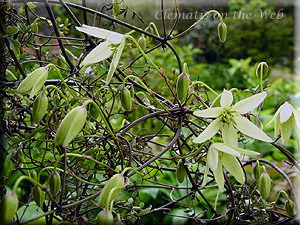 Clematis photograph