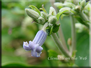 Clematis photograph