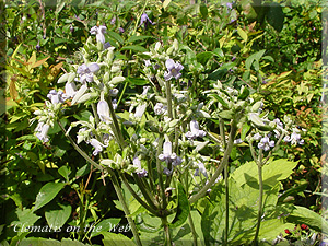 Clematis photograph