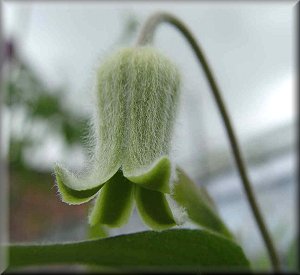 Clematis photograph