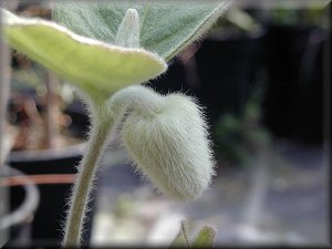 Clematis photograph