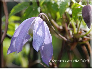 Clematis photograph