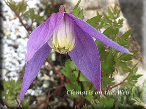 Clematis photograph