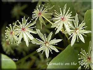 Clematis photograph