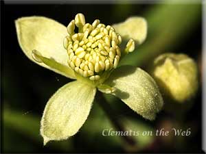 Clematis photograph