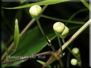 Clematis photograph