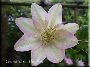 Clematis photograph