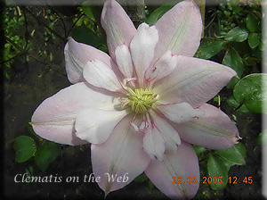 Clematis photograph