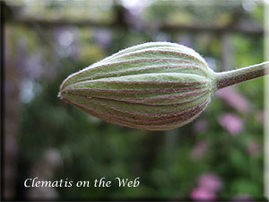 Clematis photograph