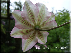 Clematis photograph